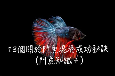 鬥魚 風水|體形小卻暴躁的魚：養斗魚的風水如何